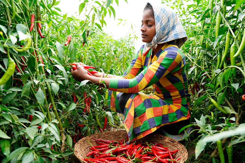 2023_9-Clean-Flavor-Blog_Hero