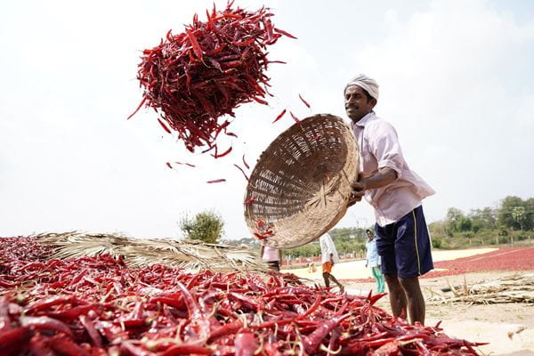 PLP_Farm-Throwing-Chilies