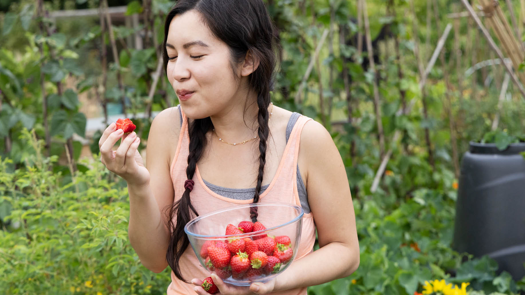 Fruit-Flavor-Header-Resize