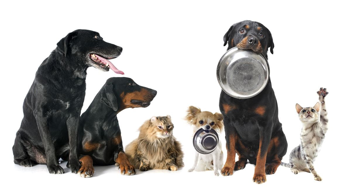 dogs-cat-food-bowls
