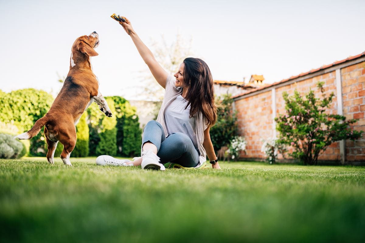 woman-giving-dog-treat-dog-jumping